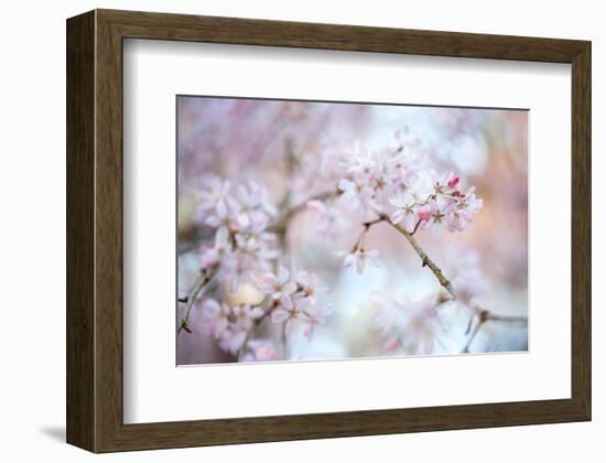 Blooming Beauty-Karin Connolly-Framed Art Print