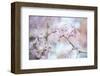 Blooming Beauty-Karin Connolly-Framed Art Print