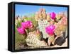 Blooming Beavertail Cactus in Mojave Desert.-Anton Foltin-Framed Stretched Canvas