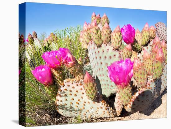 Blooming Beavertail Cactus in Mojave Desert.-Anton Foltin-Stretched Canvas