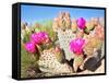 Blooming Beavertail Cactus in Mojave Desert.-Anton Foltin-Framed Stretched Canvas