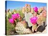 Blooming Beavertail Cactus in Mojave Desert.-Anton Foltin-Stretched Canvas