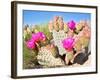 Blooming Beavertail Cactus in Mojave Desert.-Anton Foltin-Framed Photographic Print