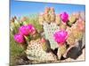 Blooming Beavertail Cactus in Mojave Desert.-Anton Foltin-Mounted Photographic Print