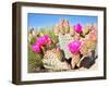 Blooming Beavertail Cactus in Mojave Desert.-Anton Foltin-Framed Photographic Print