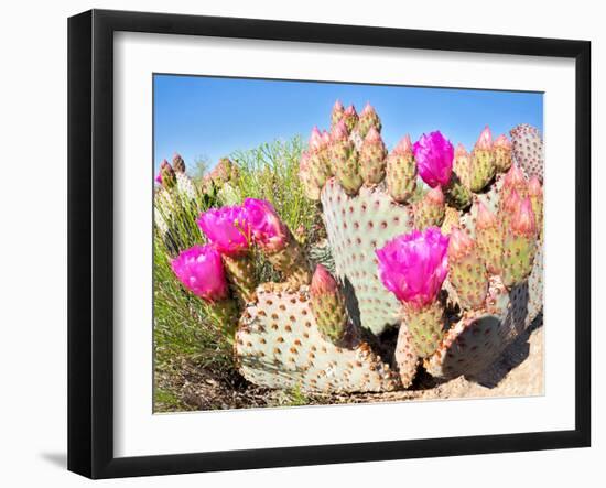 Blooming Beavertail Cactus in Mojave Desert.-Anton Foltin-Framed Photographic Print