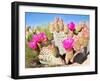 Blooming Beavertail Cactus in Mojave Desert.-Anton Foltin-Framed Photographic Print