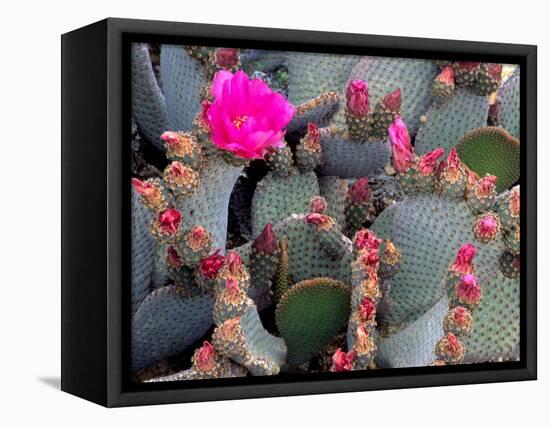 Blooming Beavertail Cactus, Joshua Tree National Park, California, USA-Janell Davidson-Framed Stretched Canvas