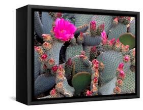 Blooming Beavertail Cactus, Joshua Tree National Park, California, USA-Janell Davidson-Framed Stretched Canvas
