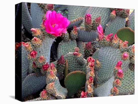 Blooming Beavertail Cactus, Joshua Tree National Park, California, USA-Janell Davidson-Stretched Canvas