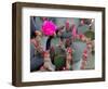 Blooming Beavertail Cactus, Joshua Tree National Park, California, USA-Janell Davidson-Framed Photographic Print