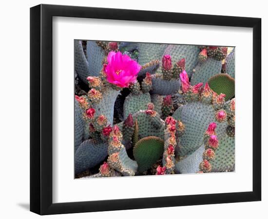 Blooming Beavertail Cactus, Joshua Tree National Park, California, USA-Janell Davidson-Framed Photographic Print