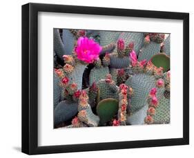 Blooming Beavertail Cactus, Joshua Tree National Park, California, USA-Janell Davidson-Framed Photographic Print