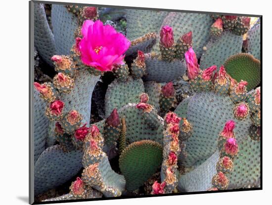 Blooming Beavertail Cactus, Joshua Tree National Park, California, USA-Janell Davidson-Mounted Photographic Print