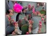 Blooming Beavertail Cactus, Joshua Tree National Park, California, USA-Janell Davidson-Mounted Photographic Print