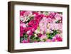 Blooming Bougainvillea Flowers Background. Bright Pink Magenta Bougainvillea Flowers as a Floral Ba-showcake-Framed Photographic Print