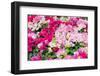 Blooming Bougainvillea Flowers Background. Bright Pink Magenta Bougainvillea Flowers as a Floral Ba-showcake-Framed Photographic Print