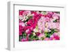 Blooming Bougainvillea Flowers Background. Bright Pink Magenta Bougainvillea Flowers as a Floral Ba-showcake-Framed Photographic Print