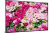 Blooming Bougainvillea Flowers Background. Bright Pink Magenta Bougainvillea Flowers as a Floral Ba-showcake-Mounted Photographic Print