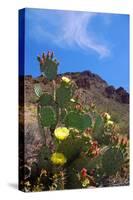 Blooming Cactus in Arizona Desert Mountains-Anna Miller-Stretched Canvas