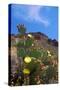 Blooming Cactus in Arizona Desert Mountains-Anna Miller-Stretched Canvas