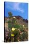 Blooming Cactus in Arizona Desert Mountains-Anna Miller-Stretched Canvas