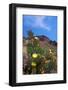 Blooming Cactus in Arizona Desert Mountains-Anna Miller-Framed Photographic Print