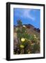 Blooming Cactus in Arizona Desert Mountains-Anna Miller-Framed Photographic Print