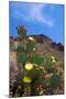 Blooming Cactus in Arizona Desert Mountains-Anna Miller-Mounted Photographic Print