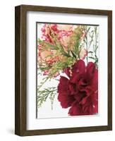 Blooming Carnations-null-Framed Photographic Print