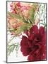 Blooming Carnations-null-Mounted Photographic Print