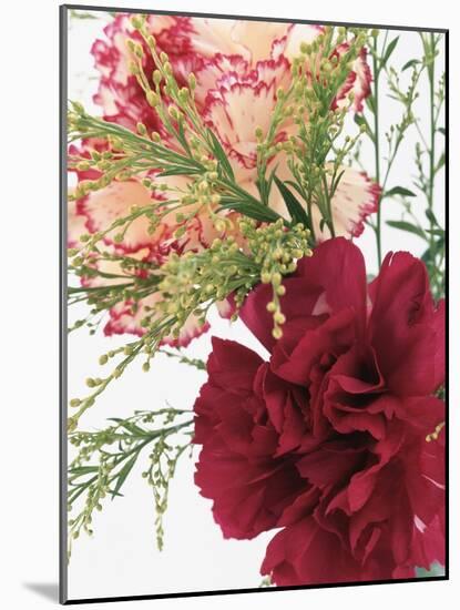 Blooming Carnations-null-Mounted Photographic Print