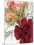 Blooming Carnations-null-Mounted Photographic Print