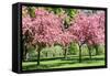 Blooming Cherry Garden.-alextheshutterbug-Framed Stretched Canvas