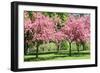 Blooming Cherry Garden.-alextheshutterbug-Framed Photographic Print