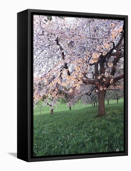 Blooming Cherry Tree, Bissinger Tal Valley, Swabian Alb, Baden Wurttemberg, Germany, Europe-Markus Lange-Framed Stretched Canvas