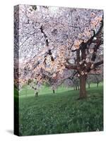 Blooming Cherry Tree, Bissinger Tal Valley, Swabian Alb, Baden Wurttemberg, Germany, Europe-Markus Lange-Stretched Canvas