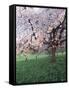 Blooming Cherry Tree, Bissinger Tal Valley, Swabian Alb, Baden Wurttemberg, Germany, Europe-Markus Lange-Framed Stretched Canvas