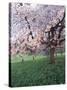 Blooming Cherry Tree, Bissinger Tal Valley, Swabian Alb, Baden Wurttemberg, Germany, Europe-Markus Lange-Stretched Canvas