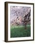 Blooming Cherry Tree, Bissinger Tal Valley, Swabian Alb, Baden Wurttemberg, Germany, Europe-Markus Lange-Framed Photographic Print