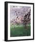 Blooming Cherry Tree, Bissinger Tal Valley, Swabian Alb, Baden Wurttemberg, Germany, Europe-Markus Lange-Framed Photographic Print