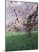 Blooming Cherry Tree, Bissinger Tal Valley, Swabian Alb, Baden Wurttemberg, Germany, Europe-Markus Lange-Mounted Photographic Print