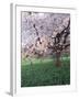 Blooming Cherry Tree, Bissinger Tal Valley, Swabian Alb, Baden Wurttemberg, Germany, Europe-Markus Lange-Framed Photographic Print