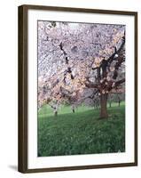 Blooming Cherry Tree, Bissinger Tal Valley, Swabian Alb, Baden Wurttemberg, Germany, Europe-Markus Lange-Framed Photographic Print