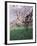 Blooming Cherry Tree, Bissinger Tal Valley, Swabian Alb, Baden Wurttemberg, Germany, Europe-Markus Lange-Framed Photographic Print