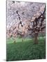 Blooming Cherry Tree, Bissinger Tal Valley, Swabian Alb, Baden Wurttemberg, Germany, Europe-Markus Lange-Mounted Photographic Print