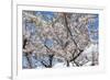 Blooming cherry tree, Motomachi district, Hakodate, Hokkaido, Japan, Asia-Michael Runkel-Framed Photographic Print