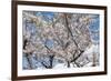 Blooming cherry tree, Motomachi district, Hakodate, Hokkaido, Japan, Asia-Michael Runkel-Framed Photographic Print