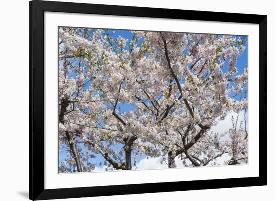 Blooming cherry tree, Motomachi district, Hakodate, Hokkaido, Japan, Asia-Michael Runkel-Framed Photographic Print