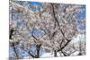 Blooming cherry tree, Motomachi district, Hakodate, Hokkaido, Japan, Asia-Michael Runkel-Mounted Photographic Print